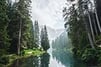 Forest-lake-165