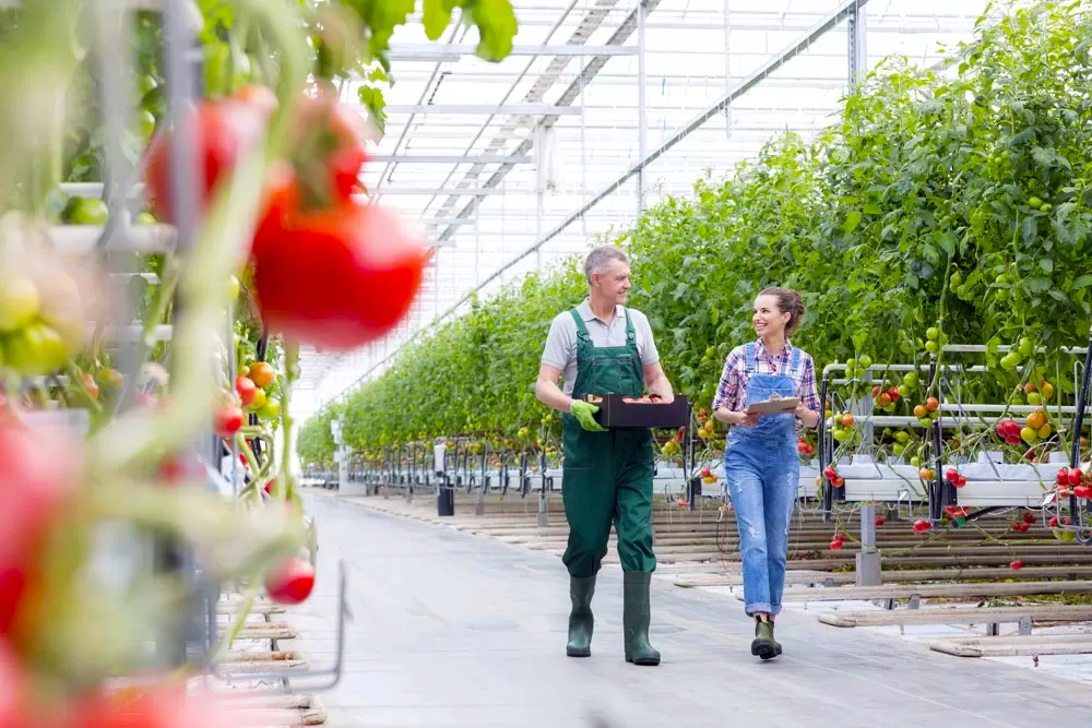 Greenhouse-Management